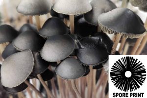 Anapat#1、Seven moon、 Celso mix spore Panaeolus cyanescens Jamaica Spore Print | Sporeworks.EU
